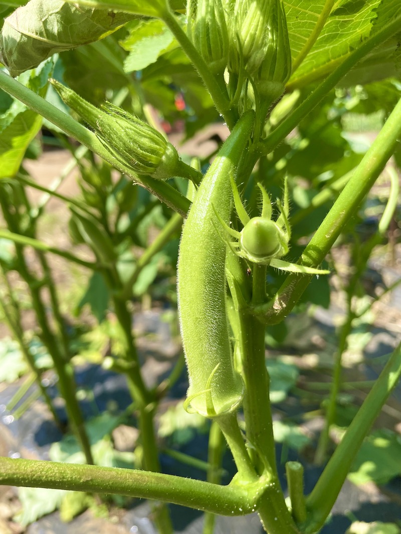 オクラ